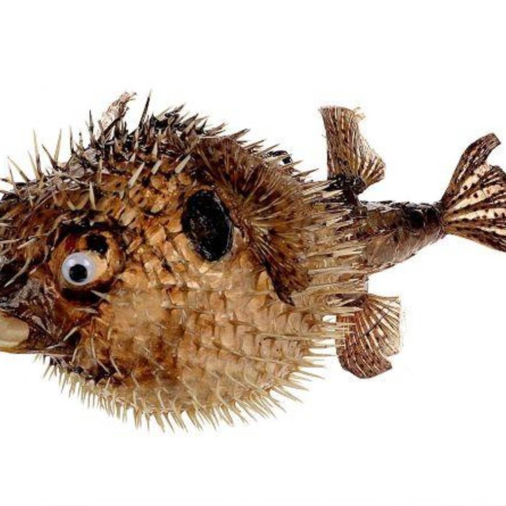 Fisch Stachelschwein natur D35cm