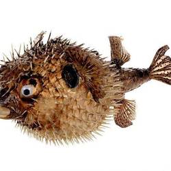 Fisch Stachelschwein natur D35cm