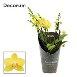 Phal.3-R hell gelb Dazzling Albenga T12 H040