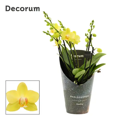 Phal.3-R hell gelb Dazzling Albenga T12 H040