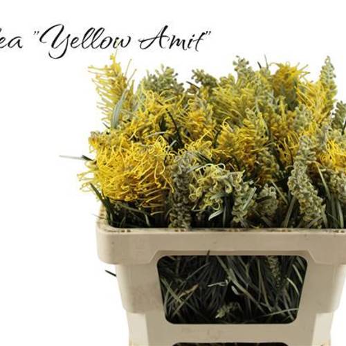 Grevilea gelb Yellow Amit 50cm