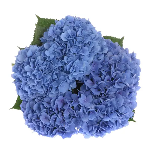 Hortensie blau Hilde Moorhof60c 60cm