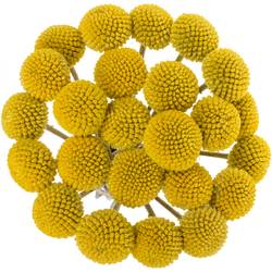 Craspedia gelb popup 70cm