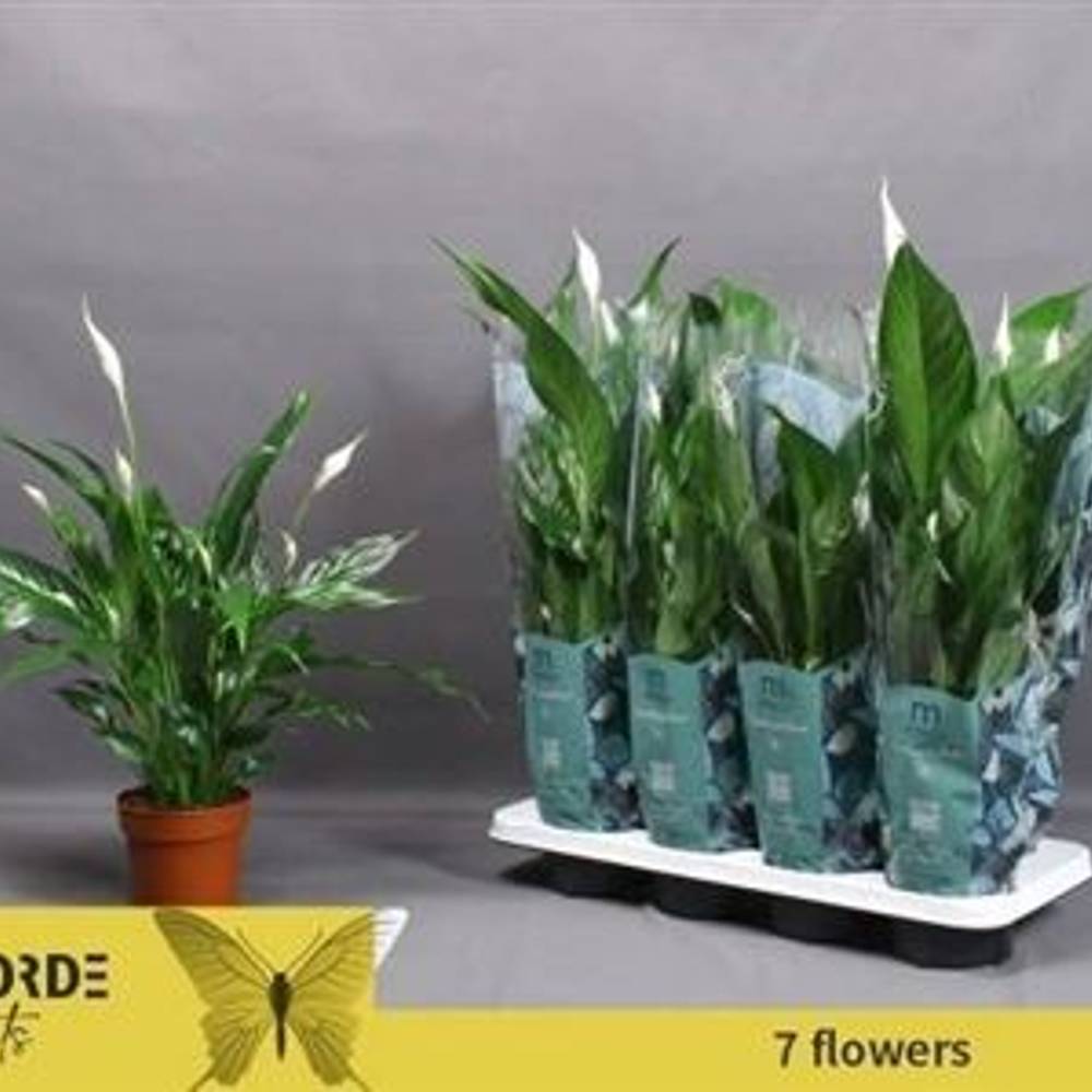 Spathiphyllum Benito 7+ Schnäpch.von Uhr T13 H045