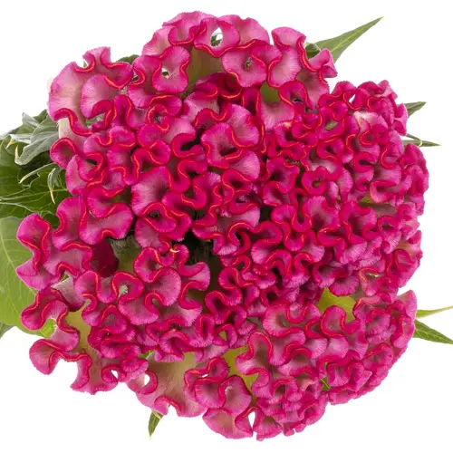 Hahnenkamm pink Turbo Kamm 18cm 85cm