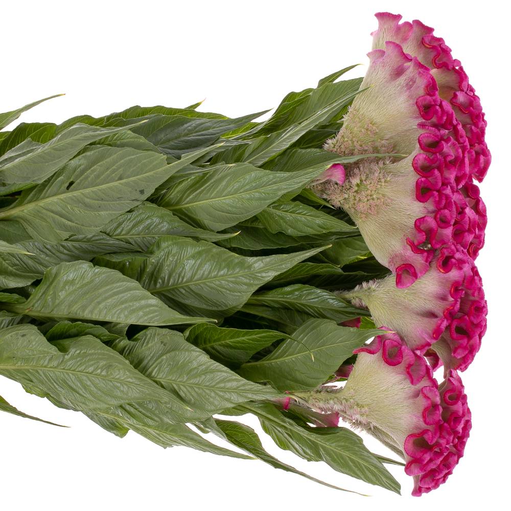 Hahnenkamm pink Turbo Kamm 18cm 85cm