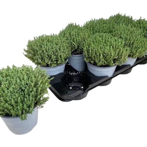Thymian Vulgaris Faustin T14 H025