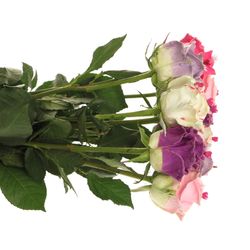 Rose wachs mix Choco Sweethart 70cm duftend