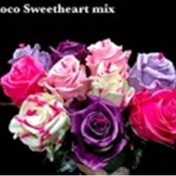 Rose wachs mix Choco Sweethart 70cm duftend