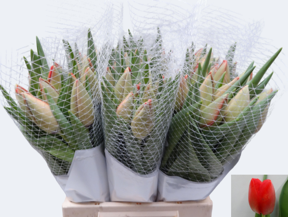 Franz.rot Pride 60 Gramm 46cm