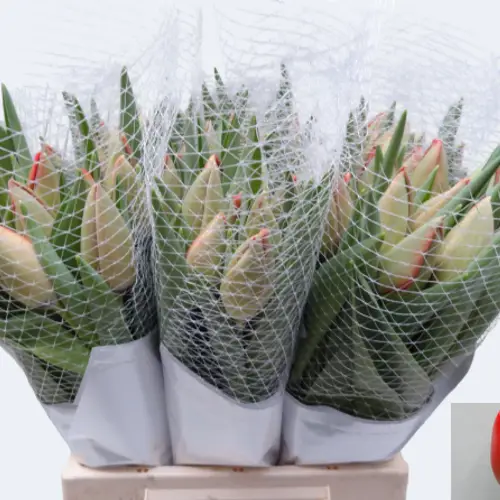 Franz.rot Pride 60 Gramm 46cm