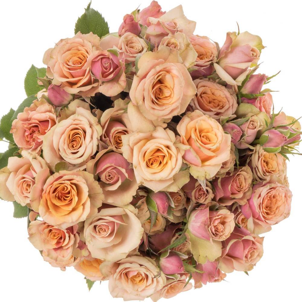 Rose verzweigt apricot/rosa Antigua 4+Blüte 50cm x10