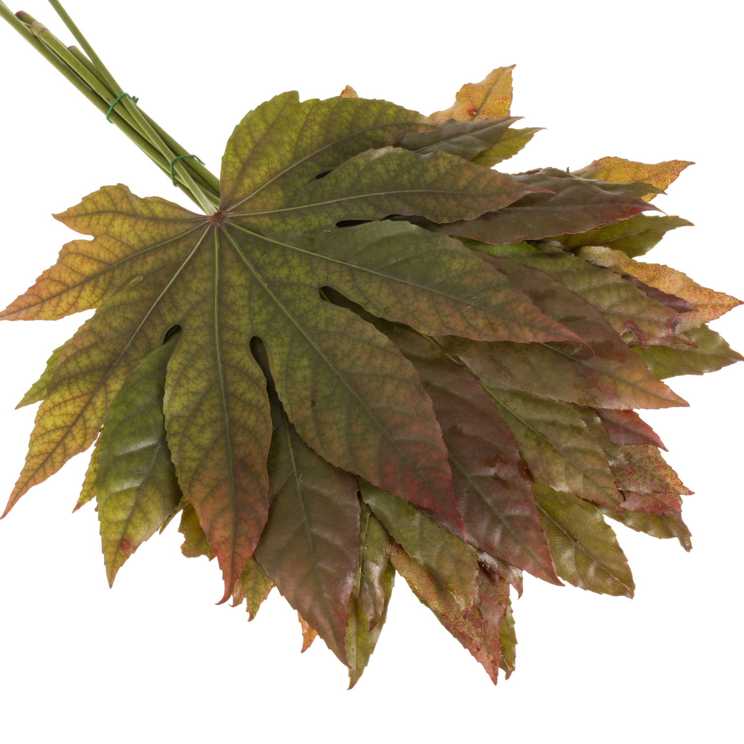 Aralia herbst gefärbt 50cm