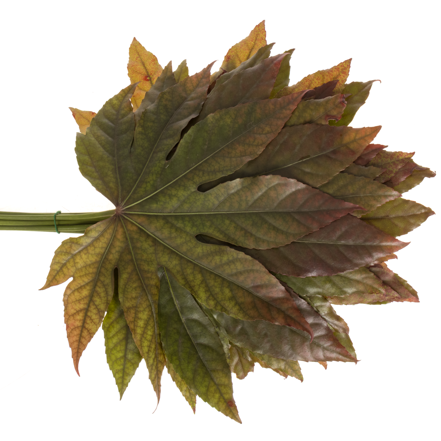 Aralia herbst gefärbt 50cm