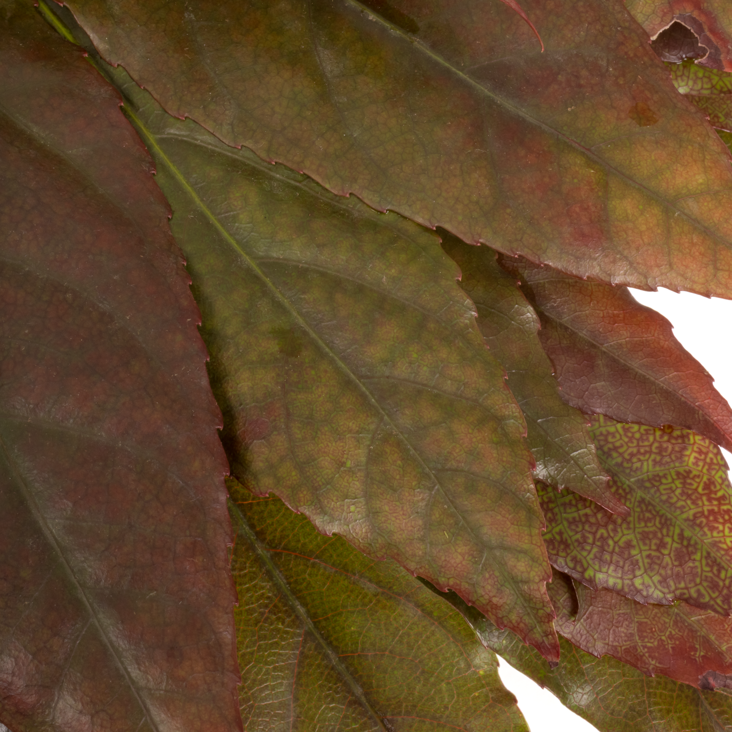 Aralia herbst gefärbt 50cm