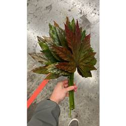 Aralia herbst gefärbt 50cm