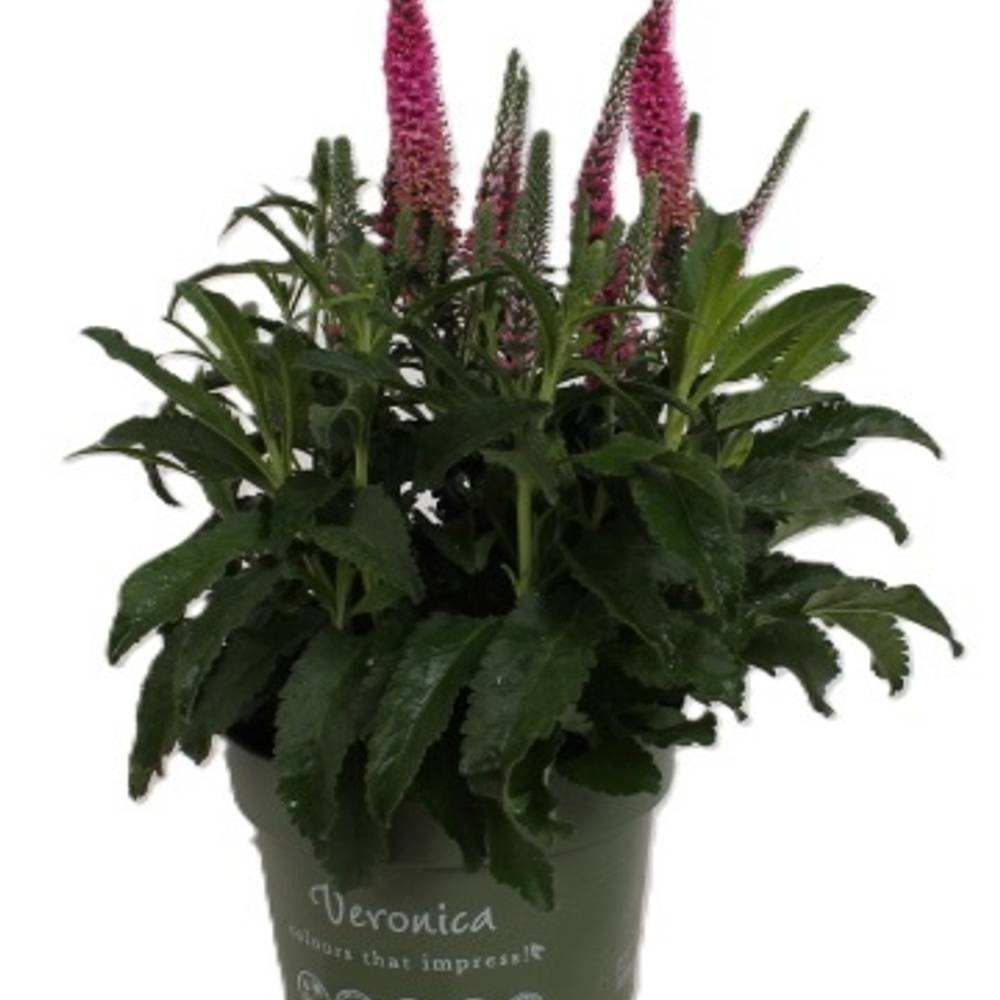 Veronica rosa T17 H035