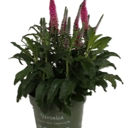 Veronica rosa T17 H035