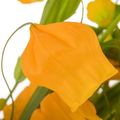 Sandersonia orange 80cm