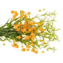 Sandersonia orange 80cm