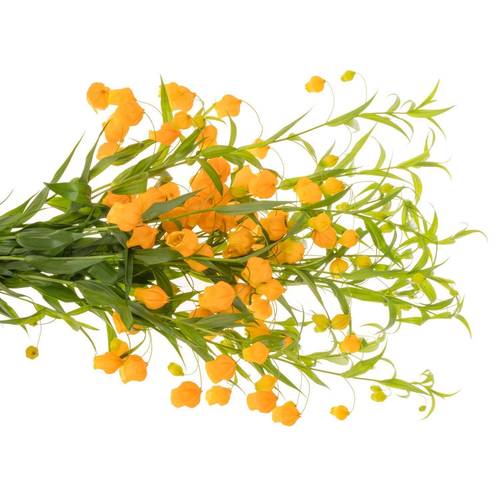 Sandersonia orange 80cm