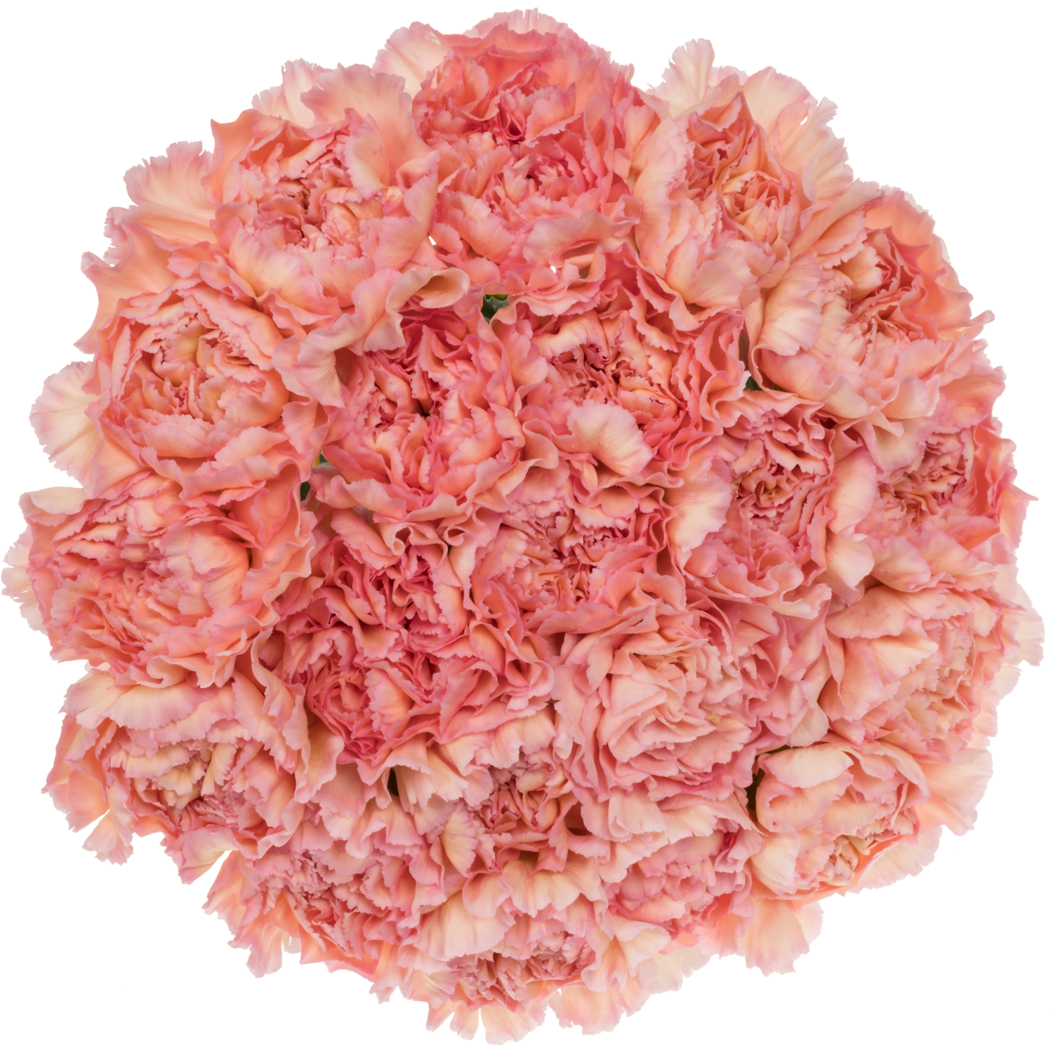 Nelke rosa Sorbet 60cm