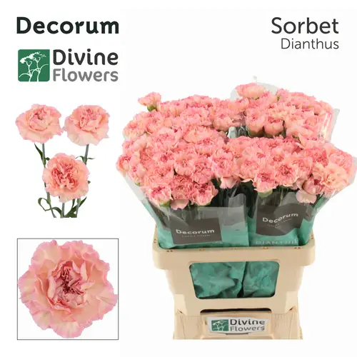 Nelke rosa Sorbet 60cm
