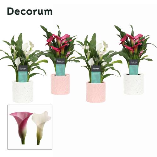 Calla mix im Topf Yara Love T12 H035