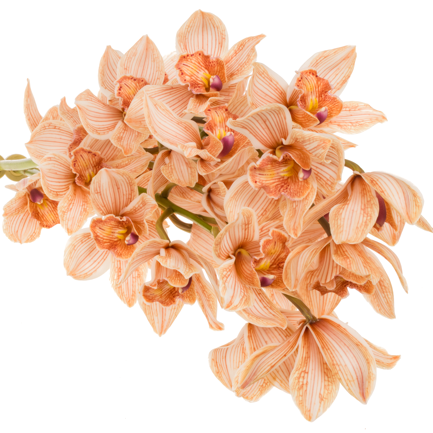 Cymbidium braun Mocha gefärbt 80cm 13+Blüte