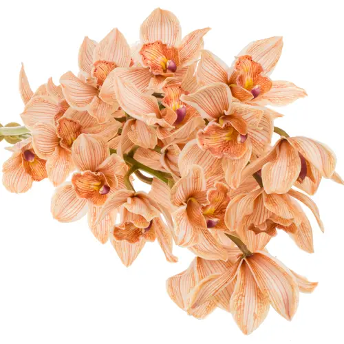 Cymbidium braun Mocha gefärbt 80cm 13+Blüte