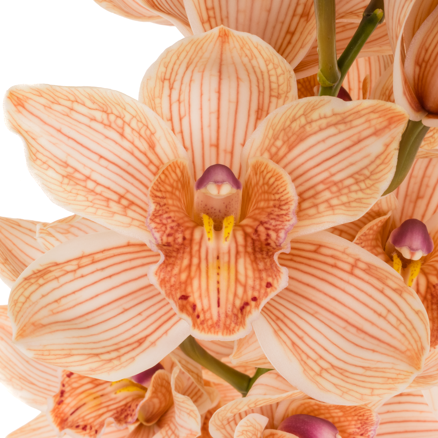 Cymbidium braun Mocha gefärbt 80cm 13+Blüte