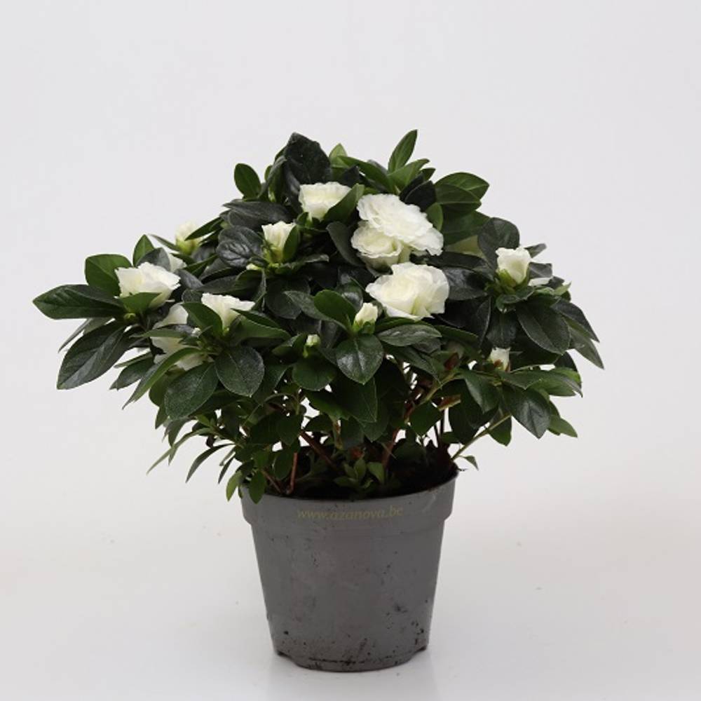 Azalee weiss T12 H025