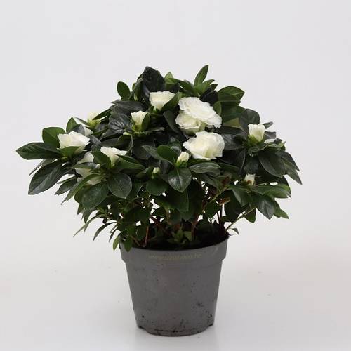 Azalee weiss T12 H025