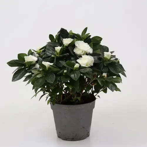 Azalee weiss T12 H025