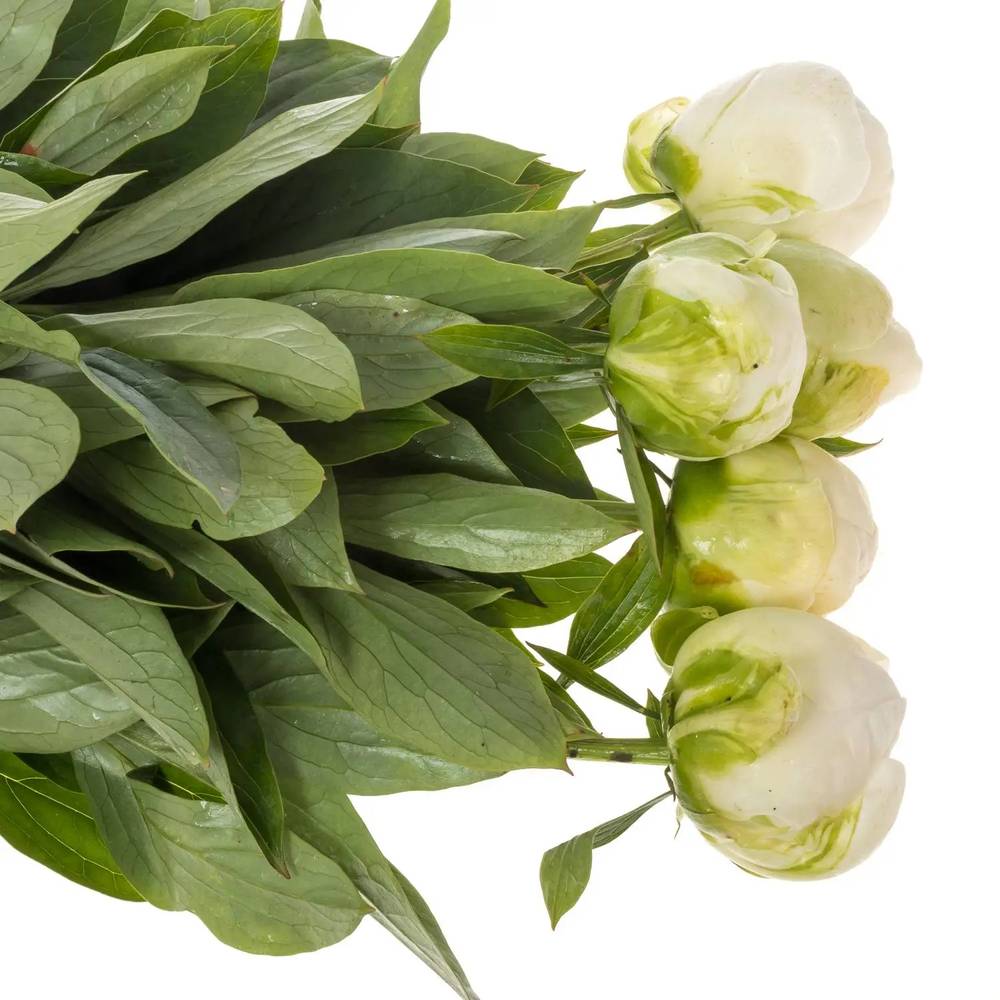 Pfingstrose creme gefüllt Claude Tain 40cm