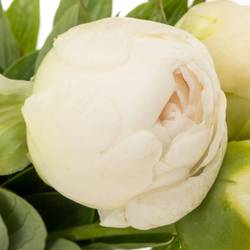 Pfingstrose creme gefüllt Claude Tain 40cm