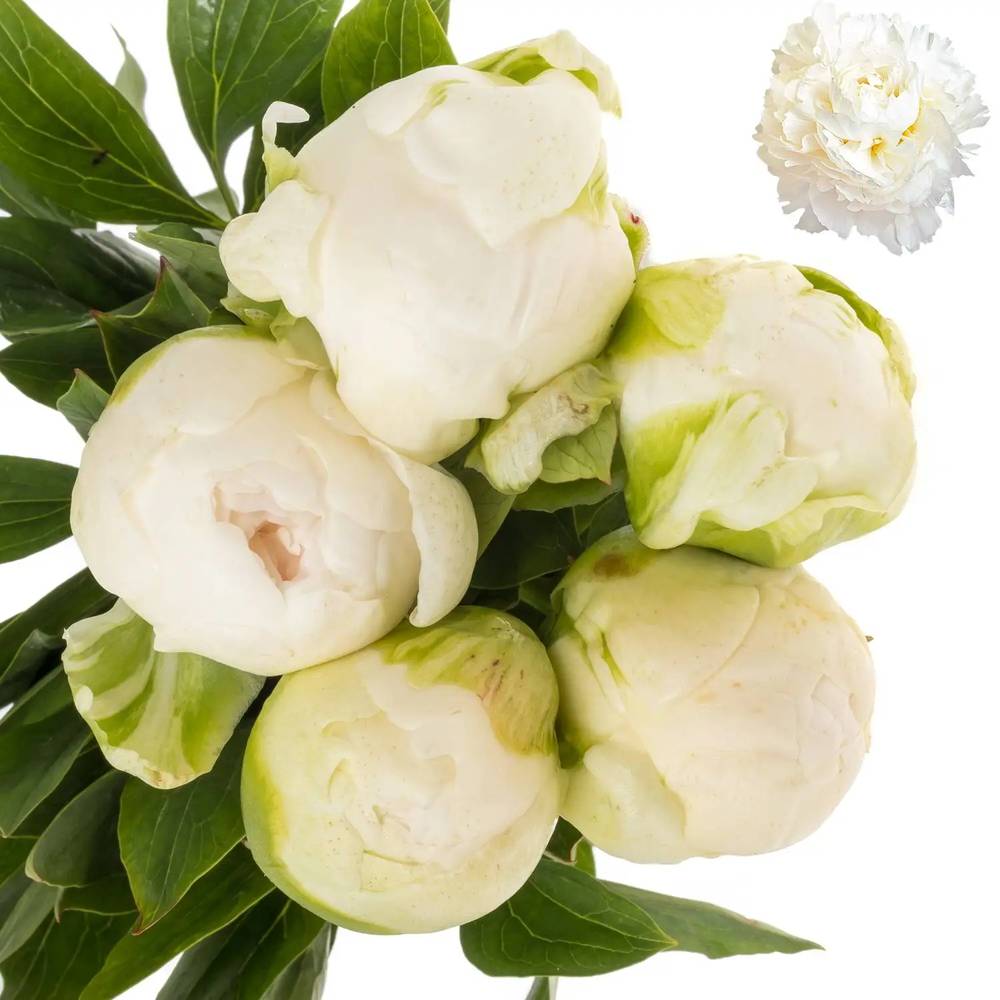 Pfingstrose creme gefüllt Claude Tain 40cm