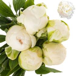 Pfingstrose creme gefüllt Claude Tain 40cm