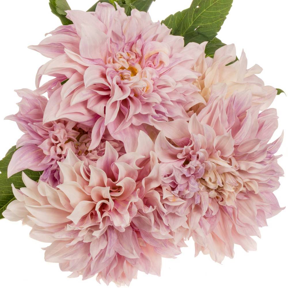 Dahlia hellrosa/apricot Cafe Au Lait 55cm