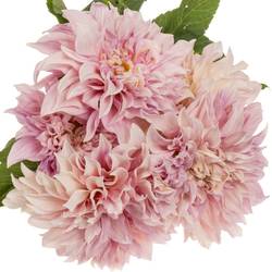 Dahlia hellrosa/apricot Cafe Au Lait 55cm