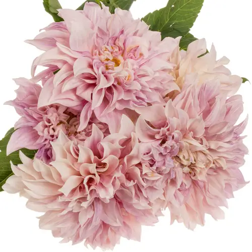 Dahlia hellrosa/apricot Cafe Au Lait 55cm