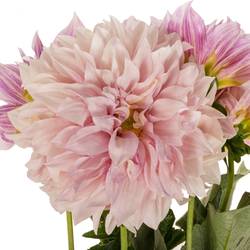 Dahlia hellrosa/apricot Cafe Au Lait 55cm