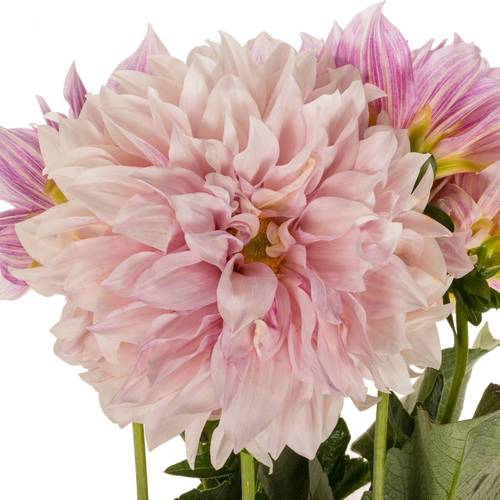 Dahlia hellrosa/apricot Cafe Au Lait 55cm