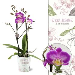Phal.2-R lila Sunca Pula T12 H045