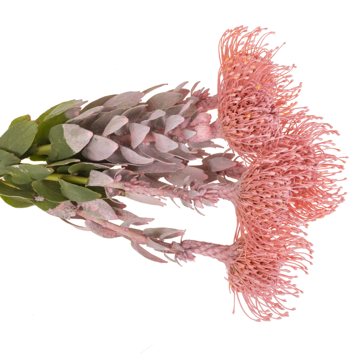 Nutans hellrosa gefärbt 40cm