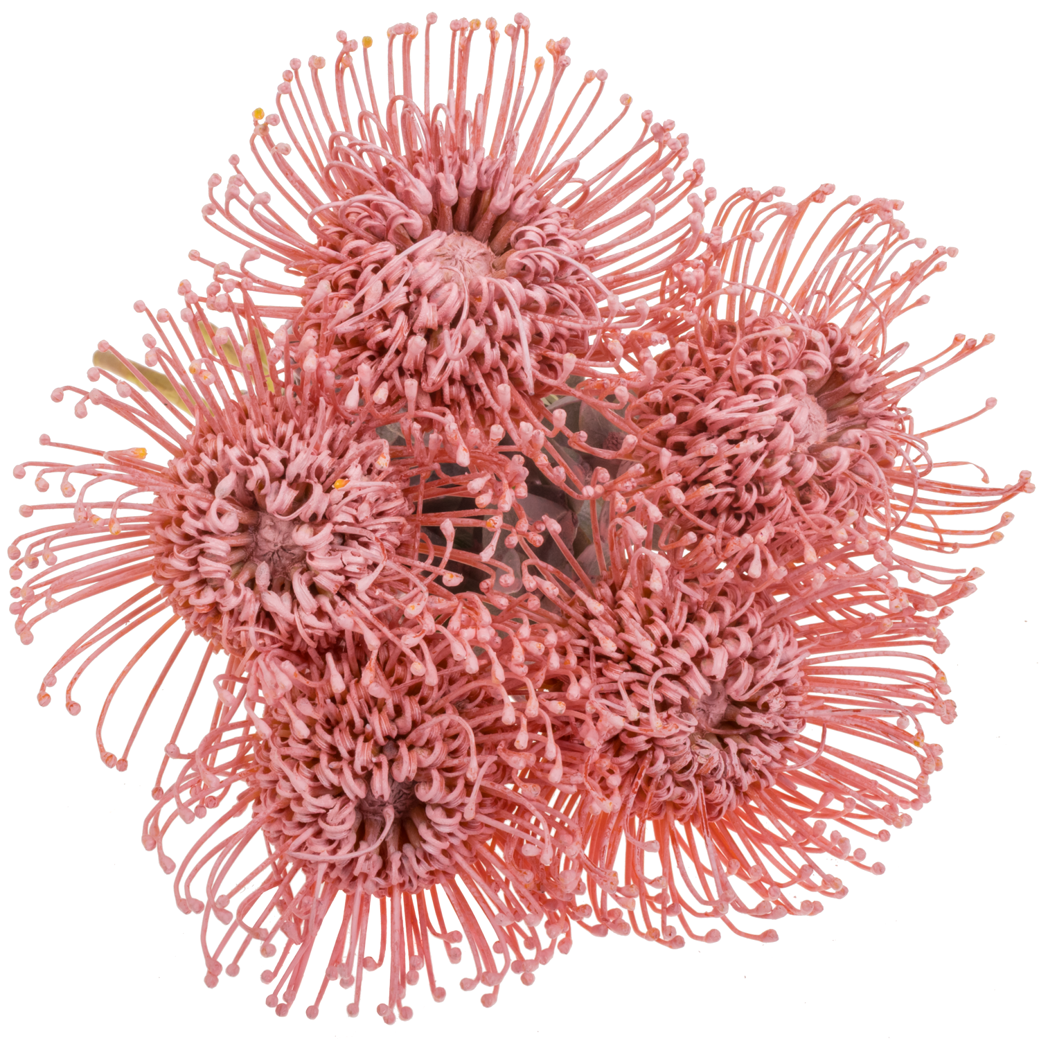 Nutans hellrosa gefärbt 40cm