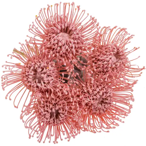 Nutans hellrosa gefärbt 40cm