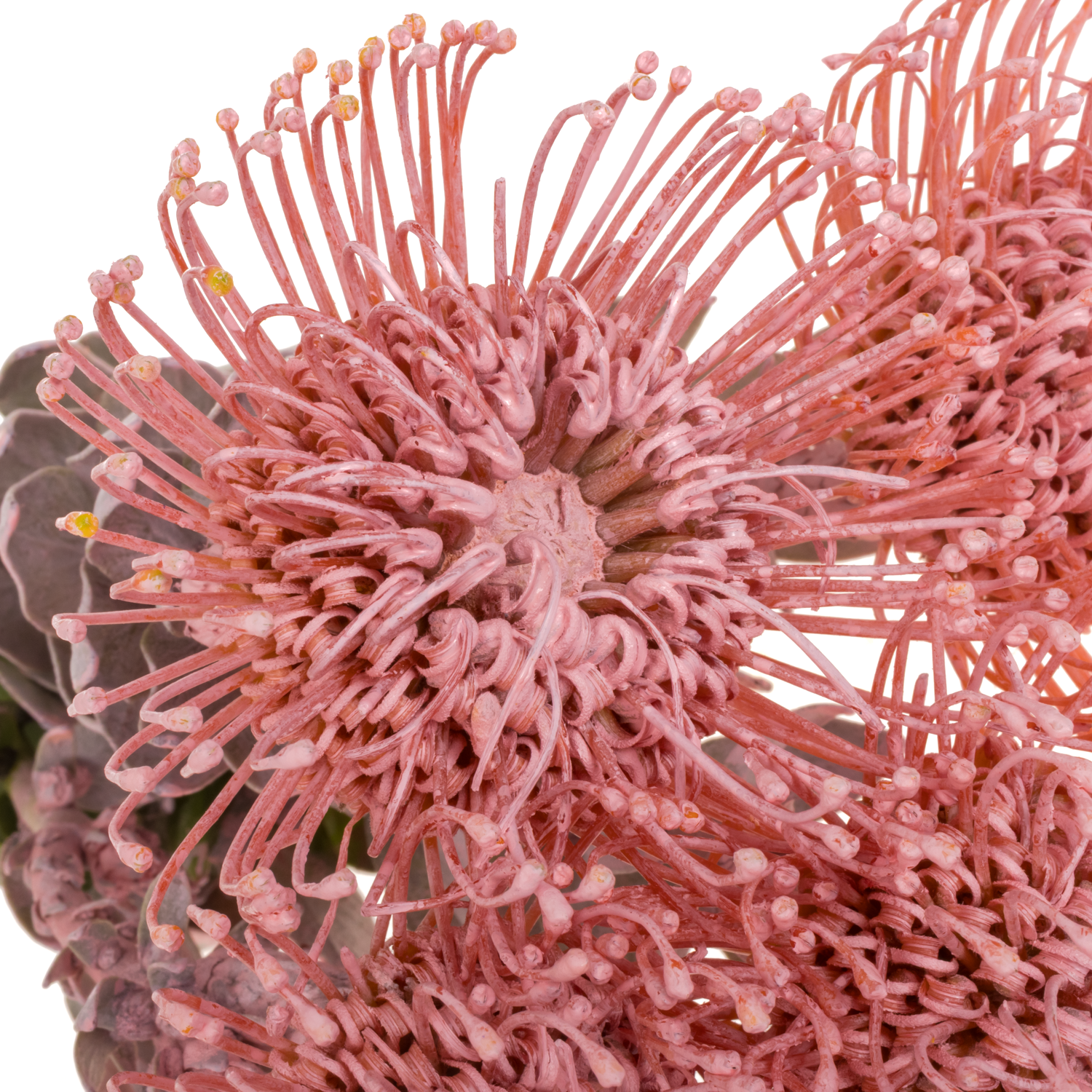 Nutans hellrosa gefärbt 40cm