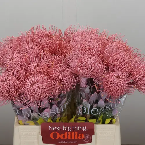 Nutans hellrosa gefärbt 40cm
