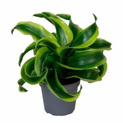 Dracaena Draco Tornado T06